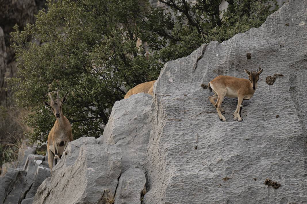 Koruma altındaki yaban keçileri Toros dağlarında görüntülendi 48