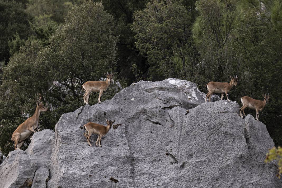 Koruma altındaki yaban keçileri Toros dağlarında görüntülendi 47