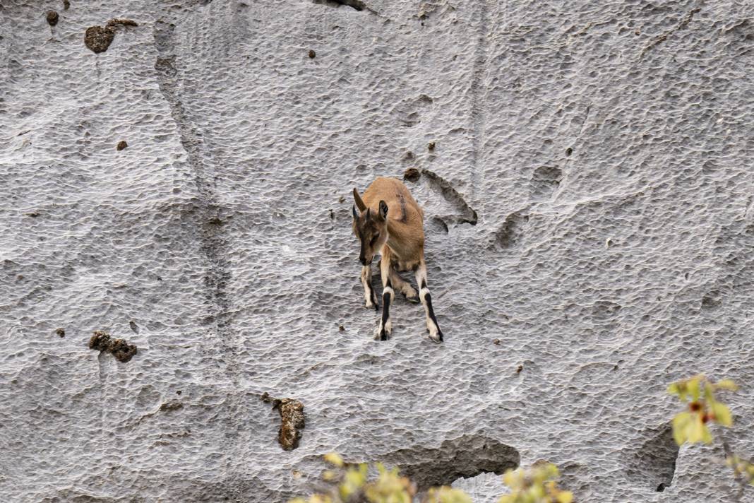 Koruma altındaki yaban keçileri Toros dağlarında görüntülendi 49