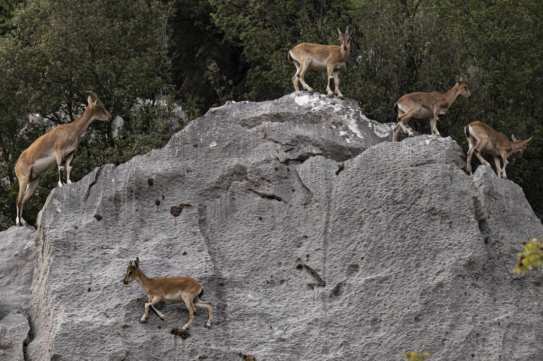 Koruma altındaki yaban keçileri Toros dağlarında görüntülendi 44