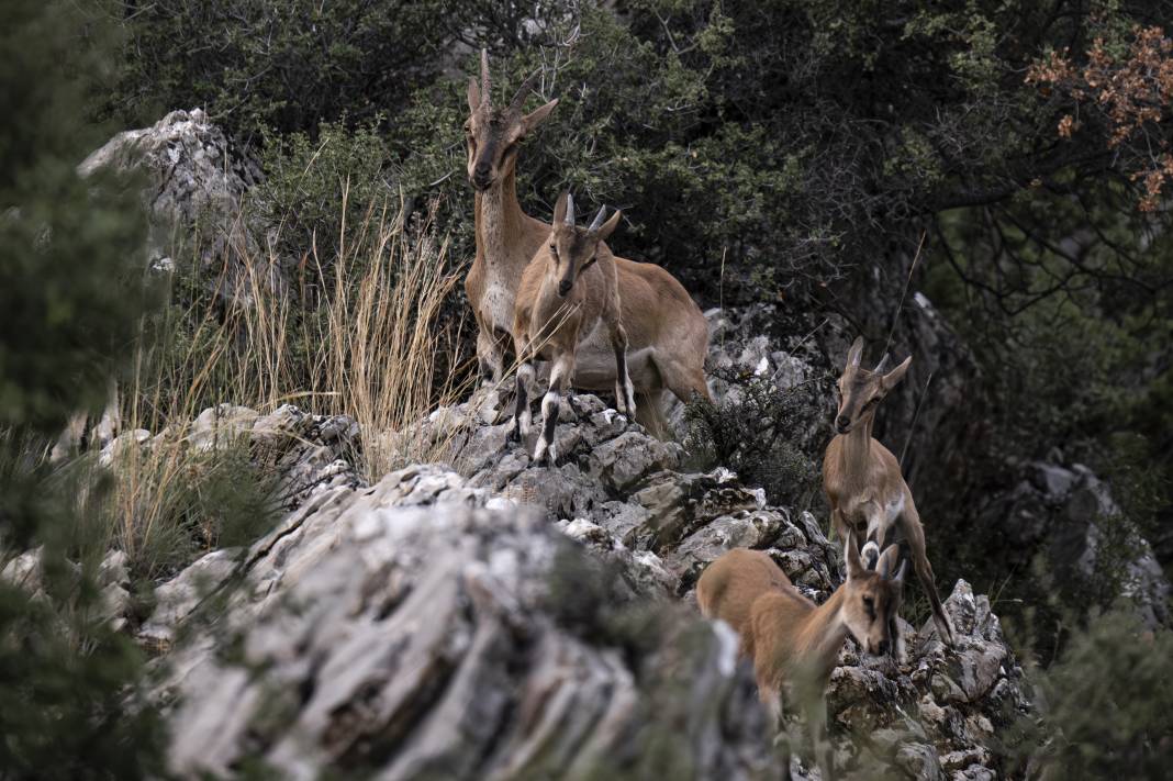 Koruma altındaki yaban keçileri Toros dağlarında görüntülendi 46