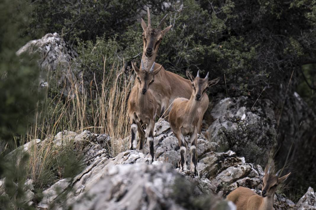 Koruma altındaki yaban keçileri Toros dağlarında görüntülendi 45