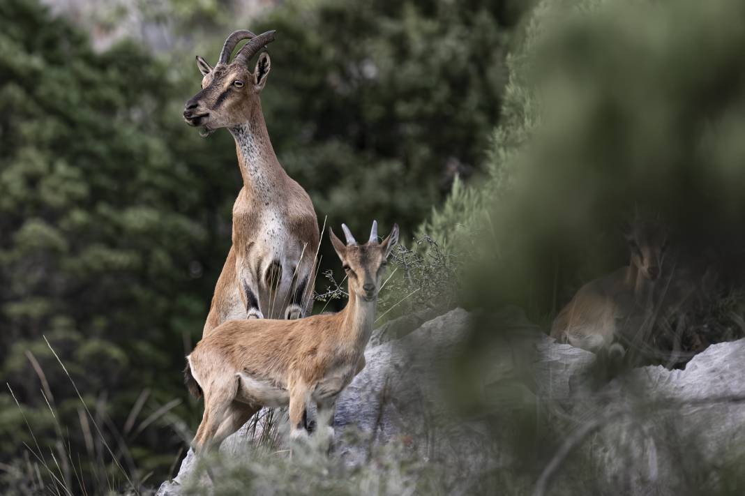 Koruma altındaki yaban keçileri Toros dağlarında görüntülendi 41