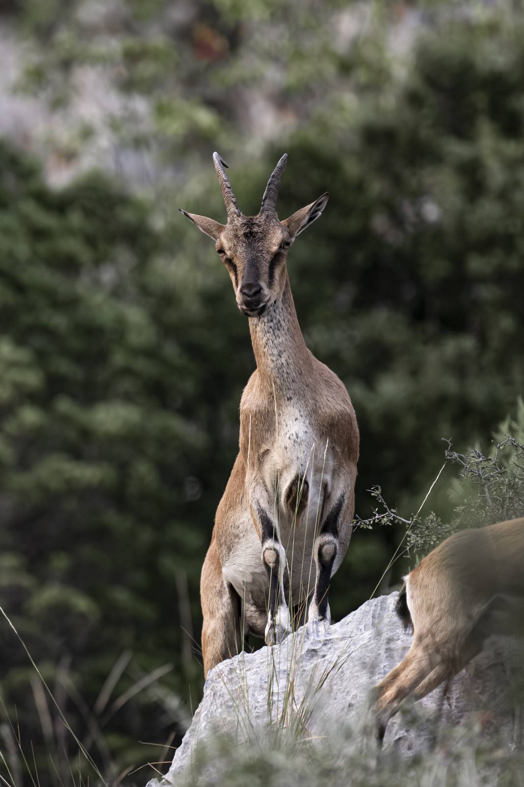 Koruma altındaki yaban keçileri Toros dağlarında görüntülendi 43