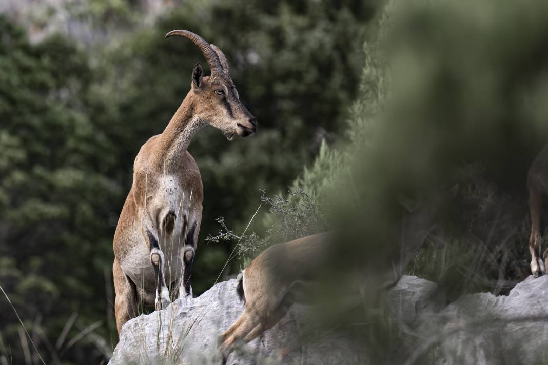 Koruma altındaki yaban keçileri Toros dağlarında görüntülendi 40