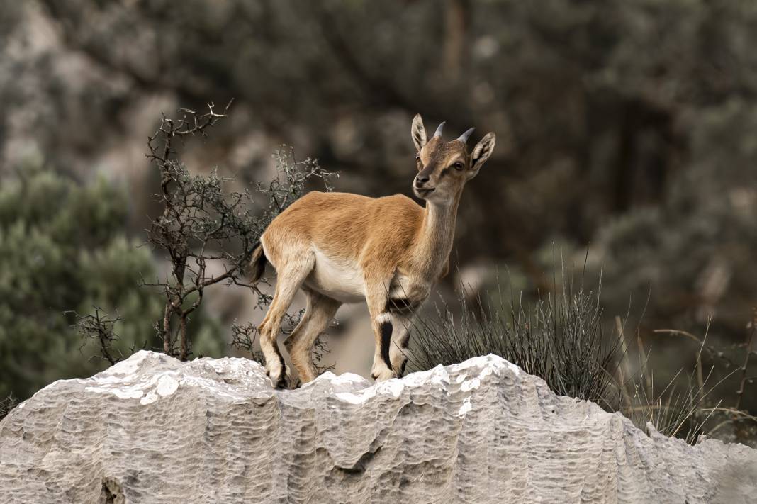 Koruma altındaki yaban keçileri Toros dağlarında görüntülendi 42