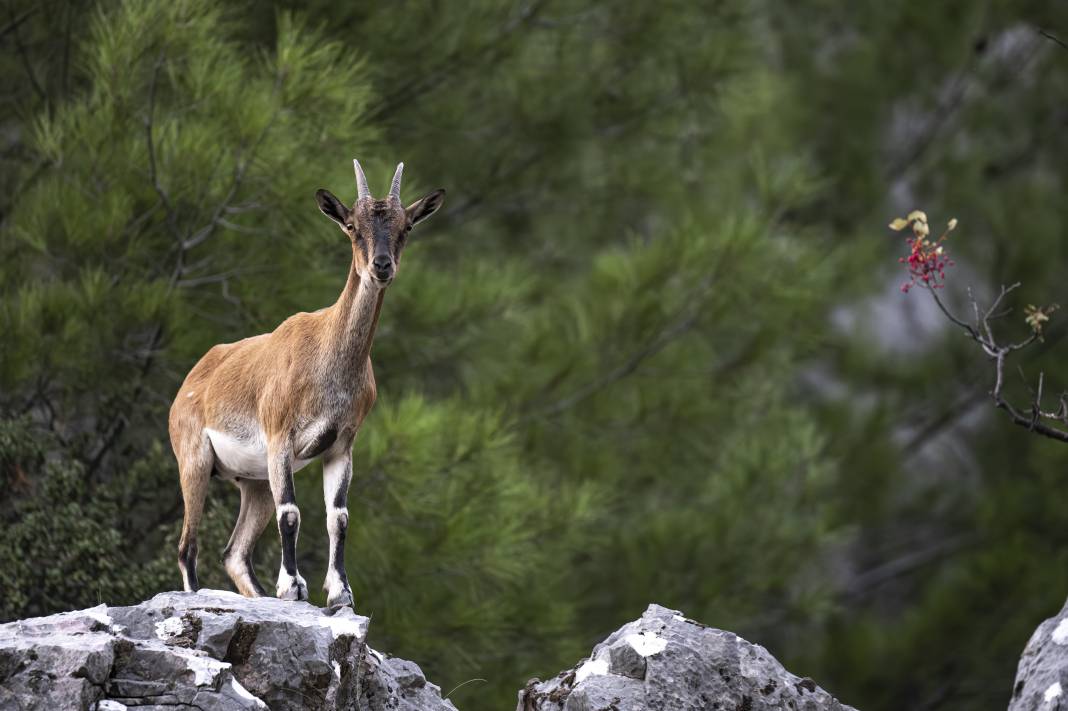 Koruma altındaki yaban keçileri Toros dağlarında görüntülendi 36