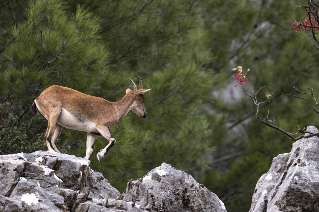 Koruma altındaki yaban keçileri Toros dağlarında görüntülendi 35