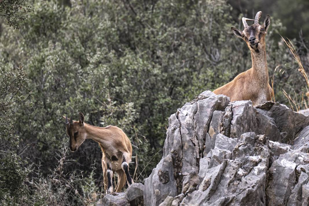 Koruma altındaki yaban keçileri Toros dağlarında görüntülendi 38