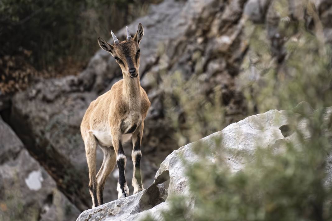 Koruma altındaki yaban keçileri Toros dağlarında görüntülendi 39