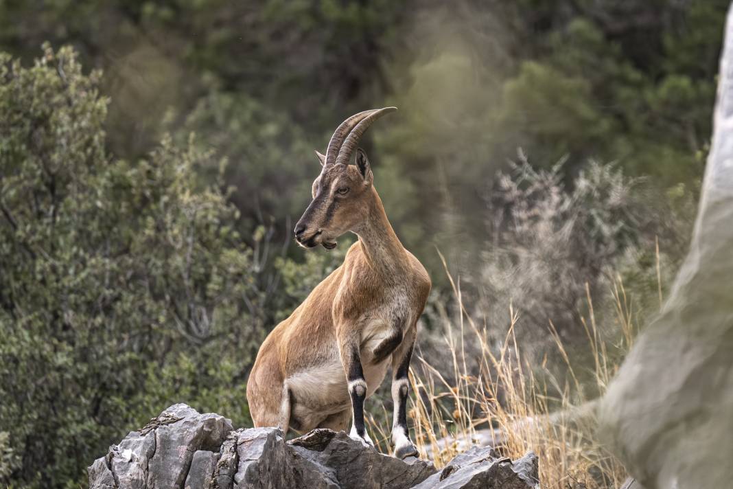 Koruma altındaki yaban keçileri Toros dağlarında görüntülendi 37