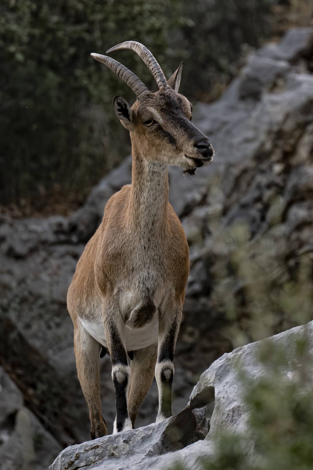 Koruma altındaki yaban keçileri Toros dağlarında görüntülendi 34