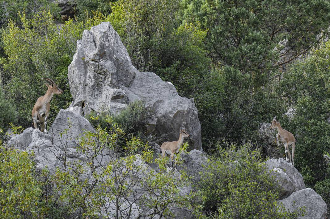 Koruma altındaki yaban keçileri Toros dağlarında görüntülendi 22