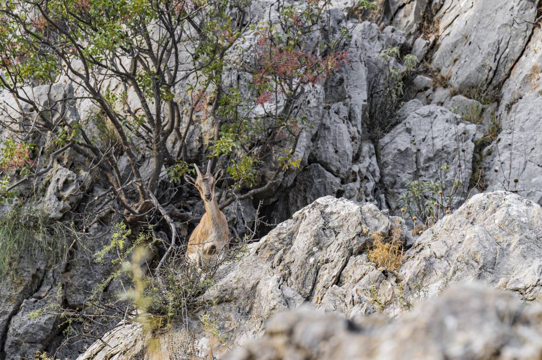 Koruma altındaki yaban keçileri Toros dağlarında görüntülendi 30