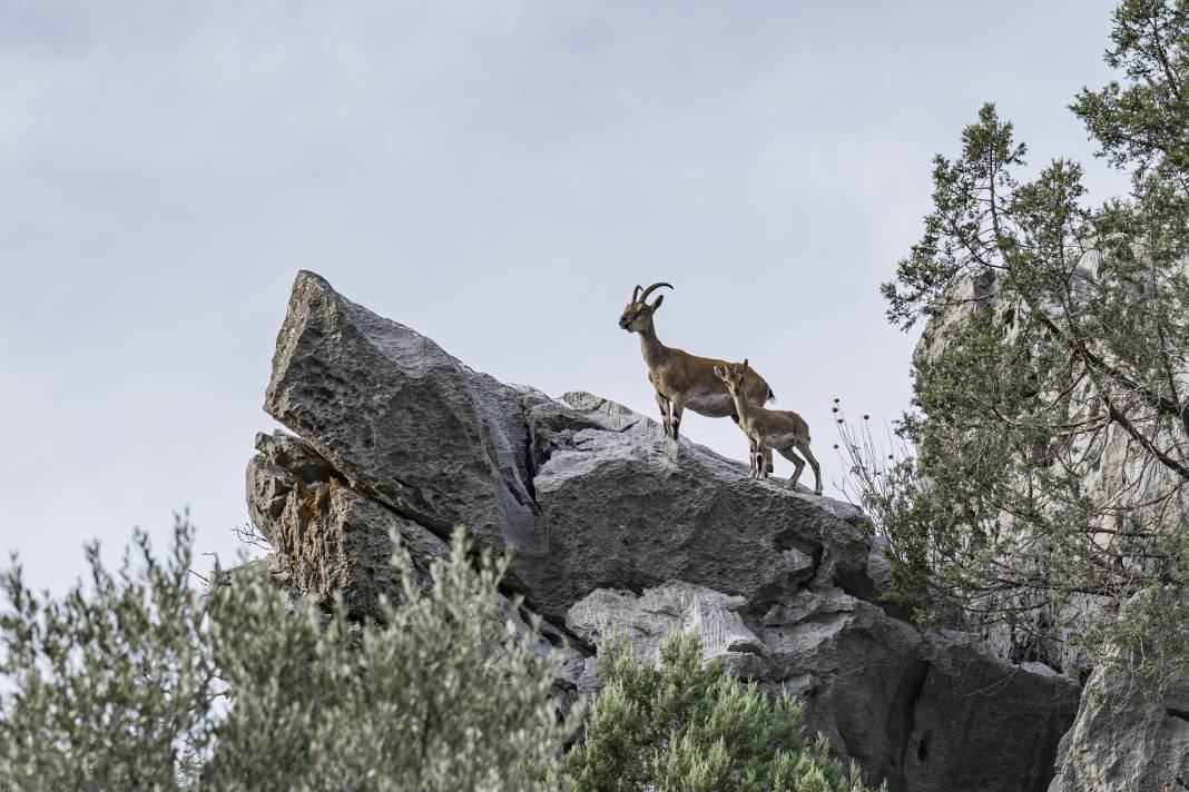 Koruma altındaki yaban keçileri Toros dağlarında görüntülendi 28