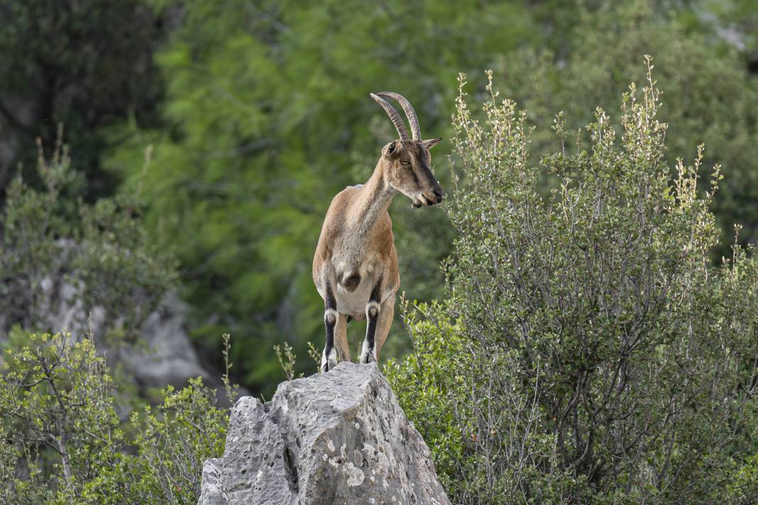 Koruma altındaki yaban keçileri Toros dağlarında görüntülendi 31