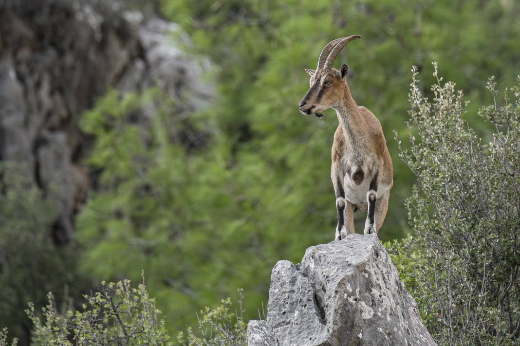 Koruma altındaki yaban keçileri Toros dağlarında görüntülendi 29