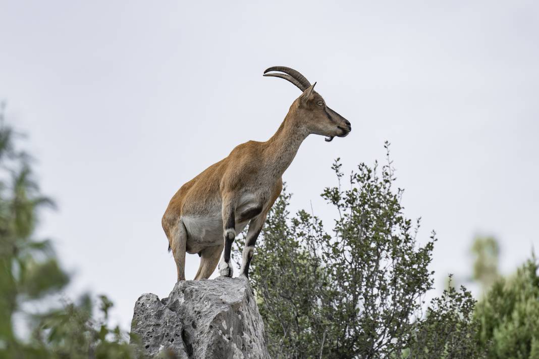 Koruma altındaki yaban keçileri Toros dağlarında görüntülendi 26