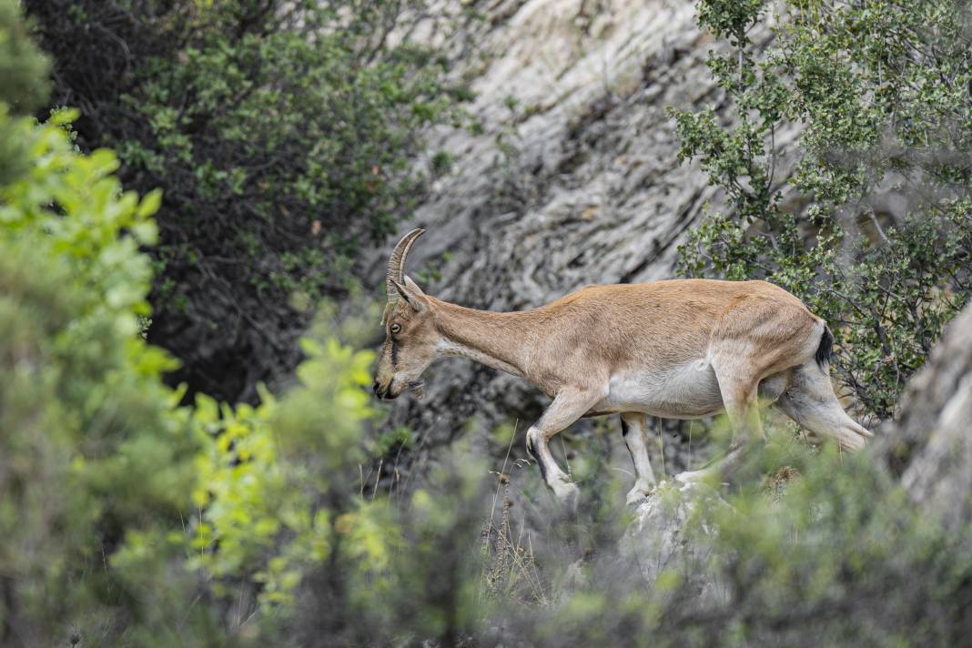 Koruma altındaki yaban keçileri Toros dağlarında görüntülendi 23