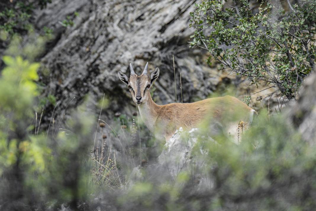 Koruma altındaki yaban keçileri Toros dağlarında görüntülendi 25