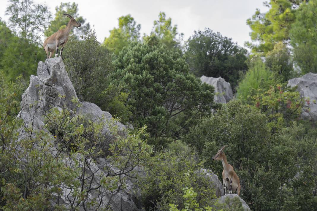 Koruma altındaki yaban keçileri Toros dağlarında görüntülendi 16