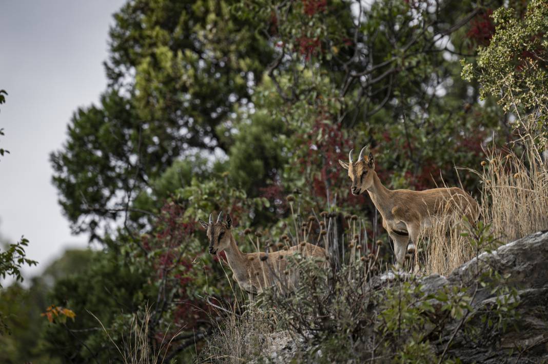 Koruma altındaki yaban keçileri Toros dağlarında görüntülendi 20