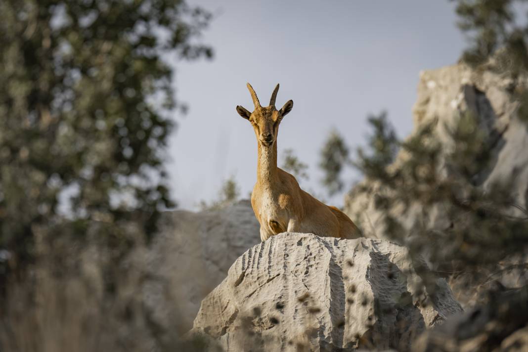 Koruma altındaki yaban keçileri Toros dağlarında görüntülendi 21