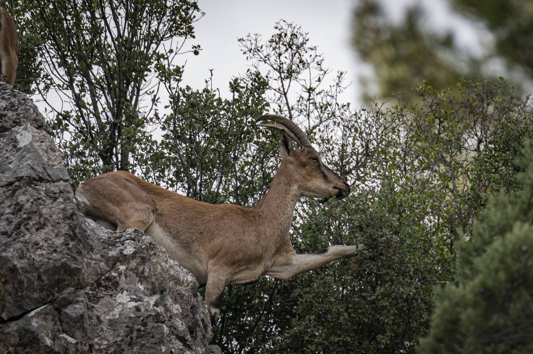 Koruma altındaki yaban keçileri Toros dağlarında görüntülendi 18