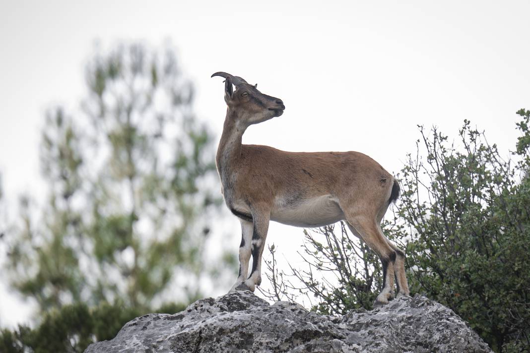 Koruma altındaki yaban keçileri Toros dağlarında görüntülendi 19