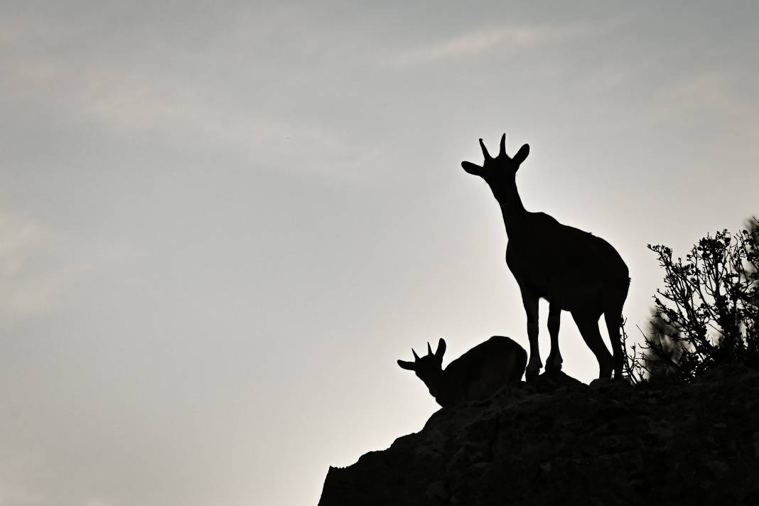 Koruma altındaki yaban keçileri Toros dağlarında görüntülendi 13