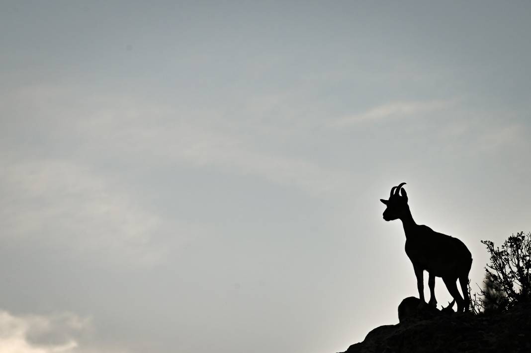 Koruma altındaki yaban keçileri Toros dağlarında görüntülendi 11