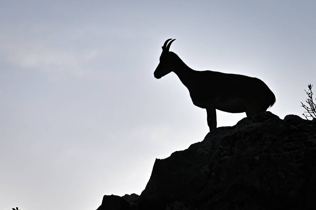 Koruma altındaki yaban keçileri Toros dağlarında görüntülendi 14