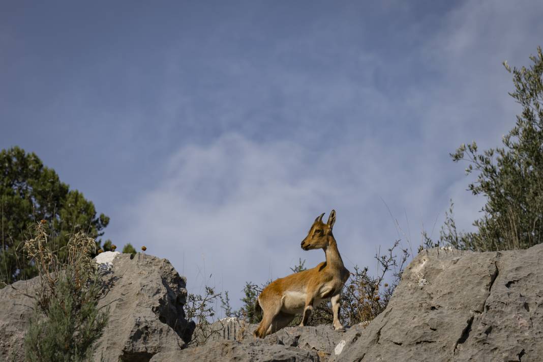 Koruma altındaki yaban keçileri Toros dağlarında görüntülendi 15