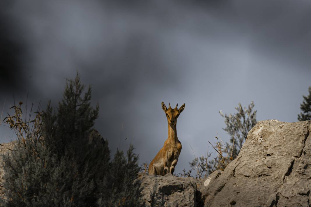 Koruma altındaki yaban keçileri Toros dağlarında görüntülendi 12