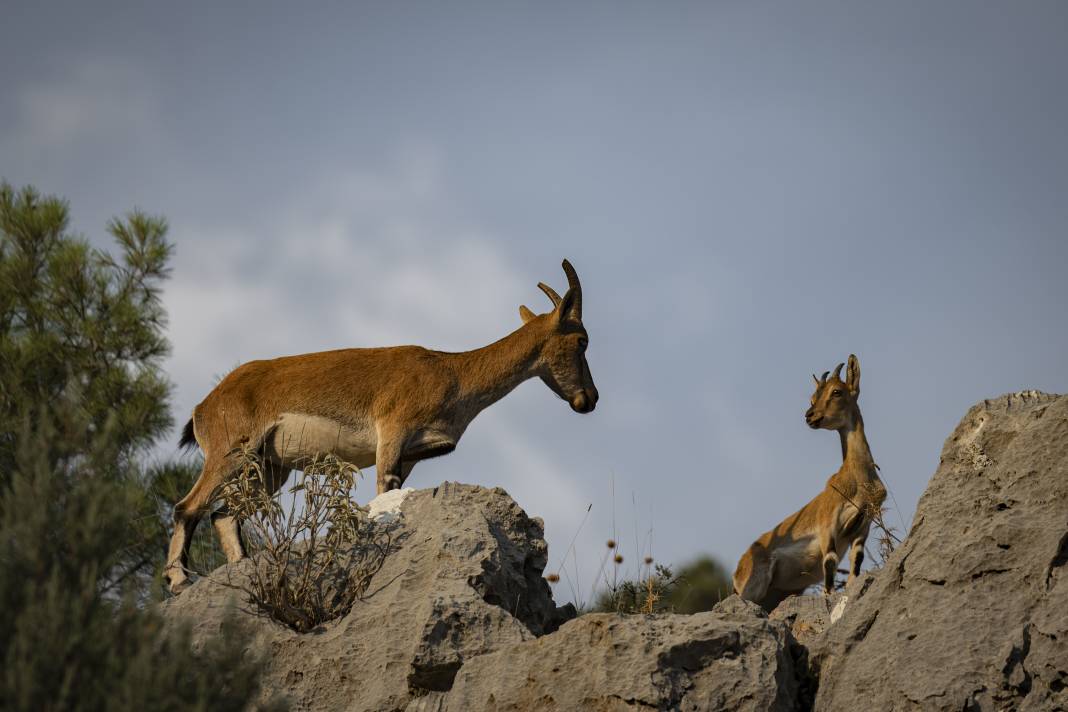 Koruma altındaki yaban keçileri Toros dağlarında görüntülendi 8