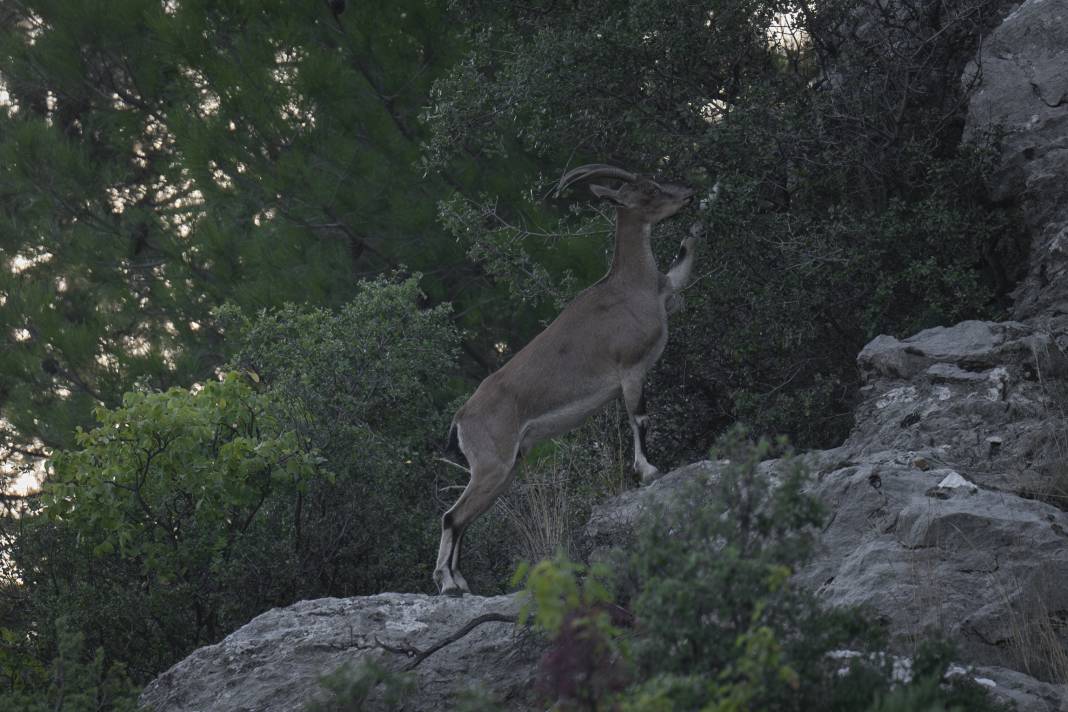 Koruma altındaki yaban keçileri Toros dağlarında görüntülendi 10