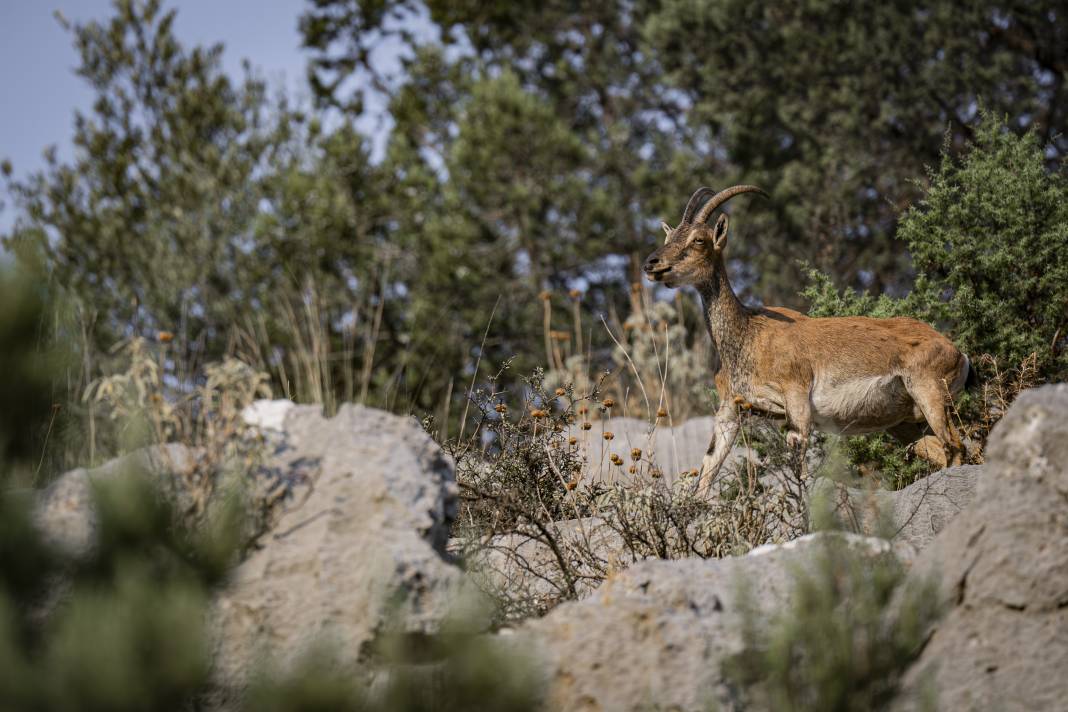 Koruma altındaki yaban keçileri Toros dağlarında görüntülendi 5