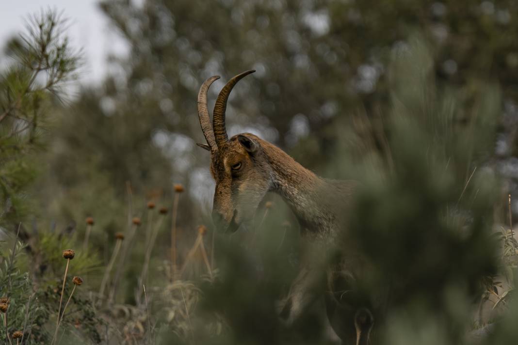 Koruma altındaki yaban keçileri Toros dağlarında görüntülendi 7