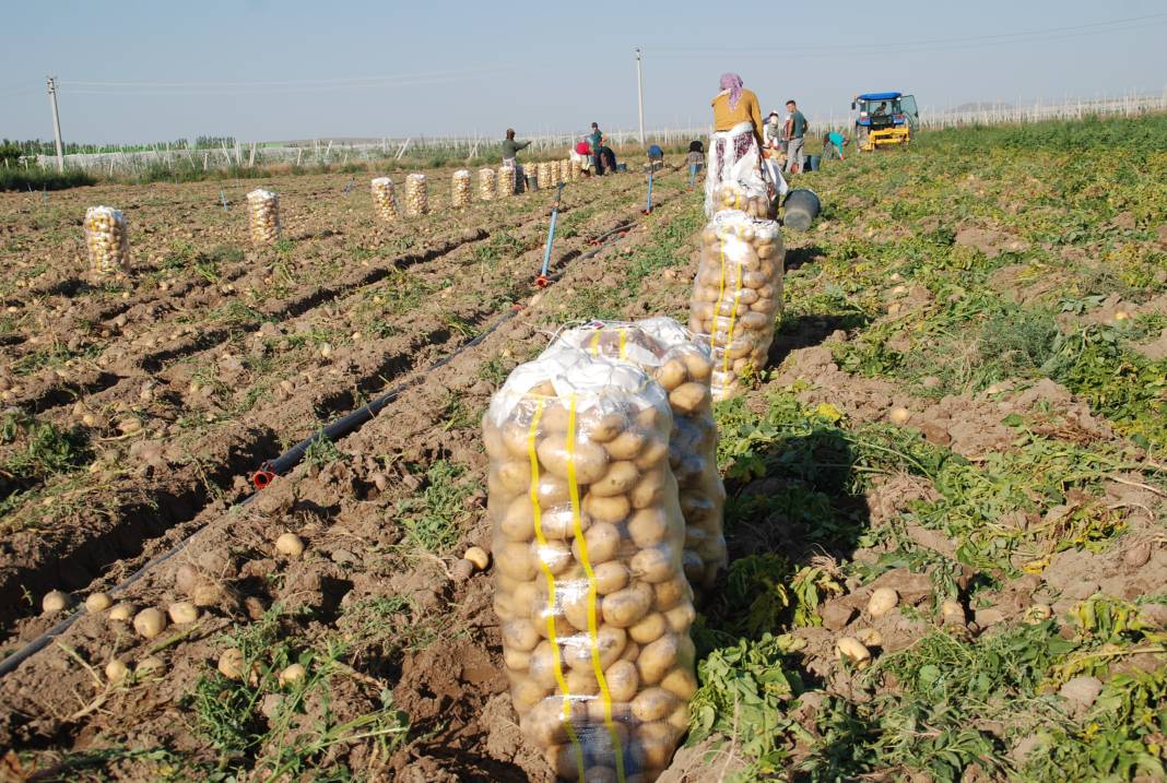 Yazlık ve kışlık patates aynı dönemde hasat edilince fiyat 4 liraya düştü 2