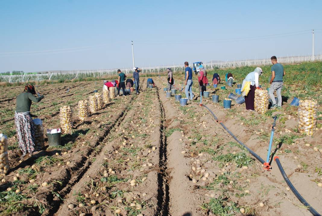 Yazlık ve kışlık patates aynı dönemde hasat edilince fiyat 4 liraya düştü 1