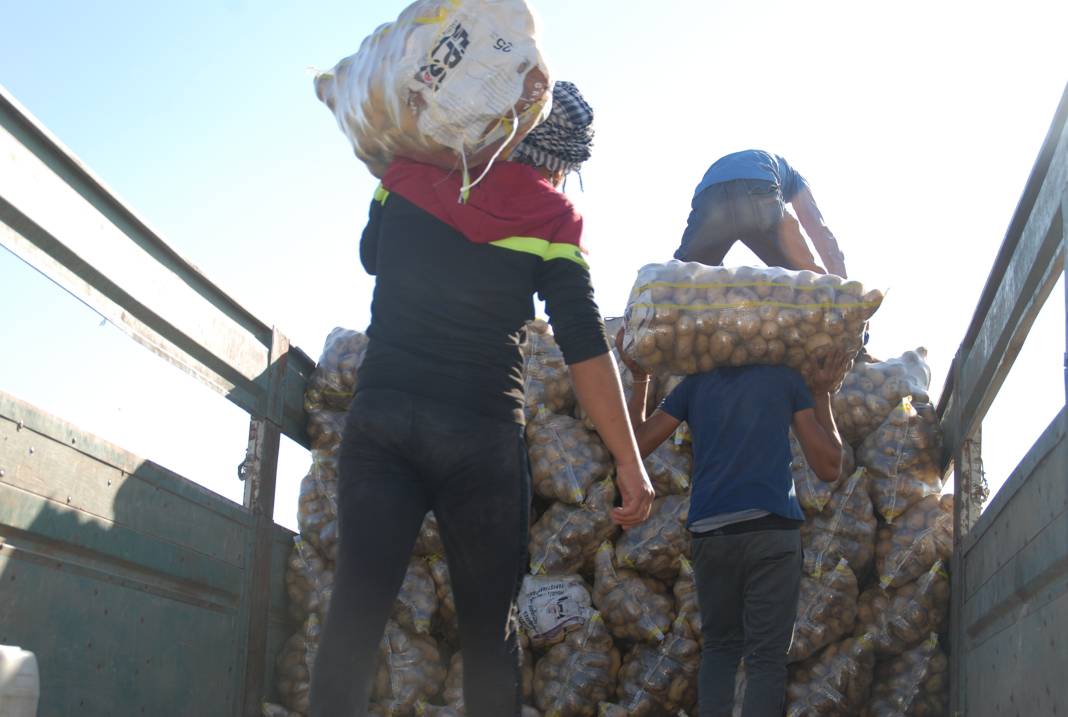 Yazlık ve kışlık patates aynı dönemde hasat edilince fiyat 4 liraya düştü 6