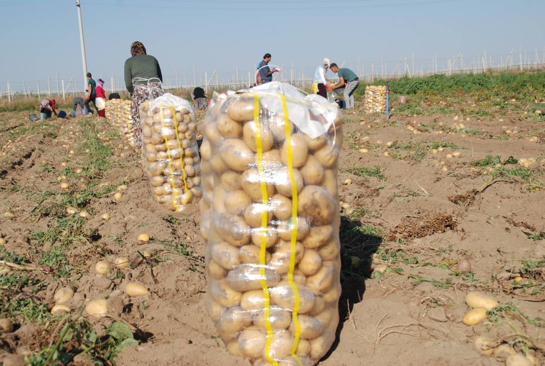 Yazlık ve kışlık patates aynı dönemde hasat edilince fiyat 4 liraya düştü 4