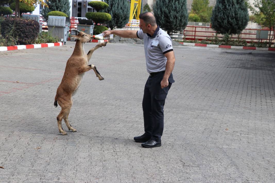 Dağ keçisi 'Paşa' baraj sahasını mesken tuttu: Biberonla besleniyor 7