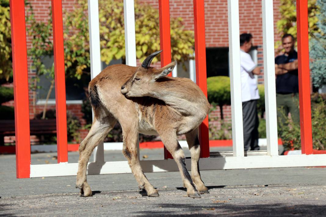 Dağ keçisi 'Paşa' baraj sahasını mesken tuttu: Biberonla besleniyor 8