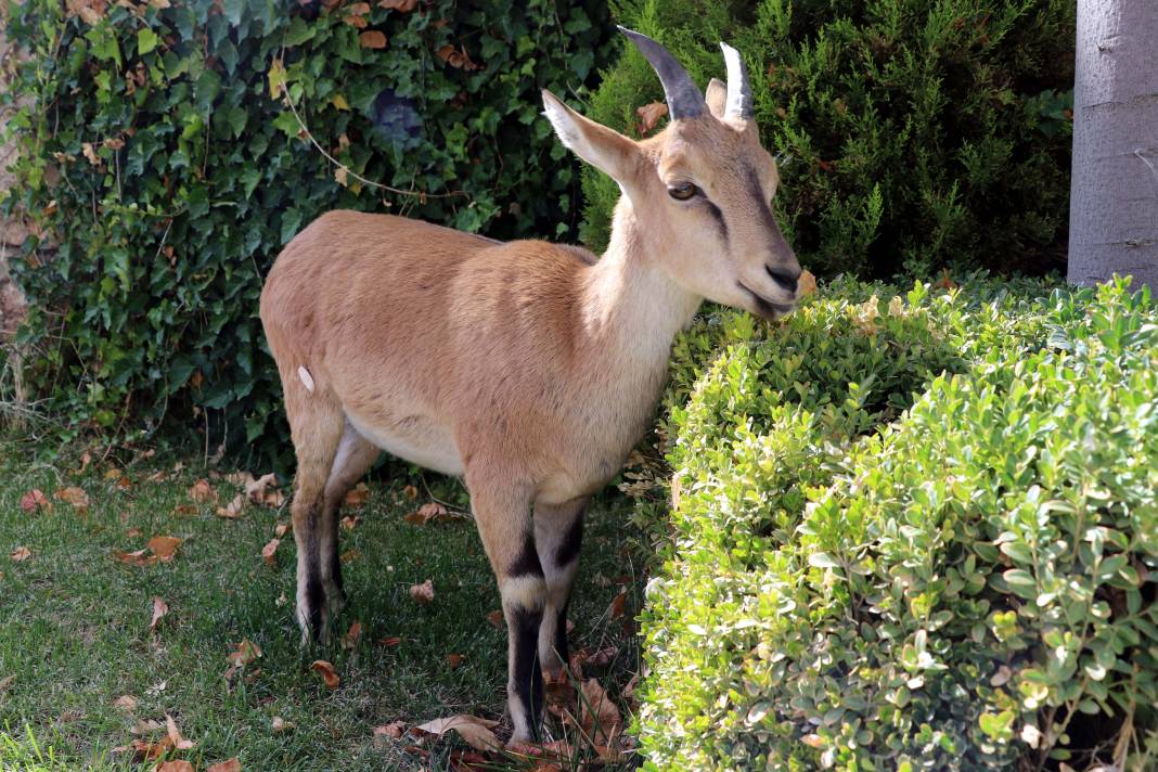 Dağ keçisi 'Paşa' baraj sahasını mesken tuttu: Biberonla besleniyor 6