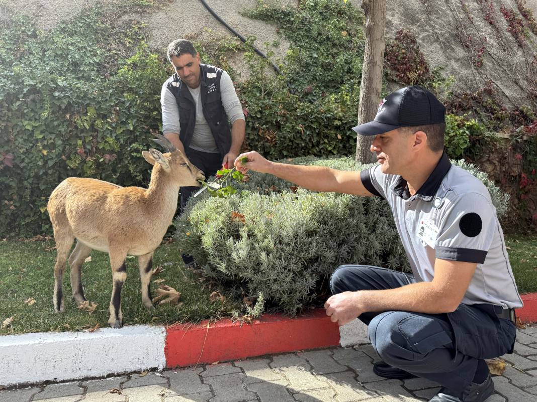 Dağ keçisi 'Paşa' baraj sahasını mesken tuttu: Biberonla besleniyor 4