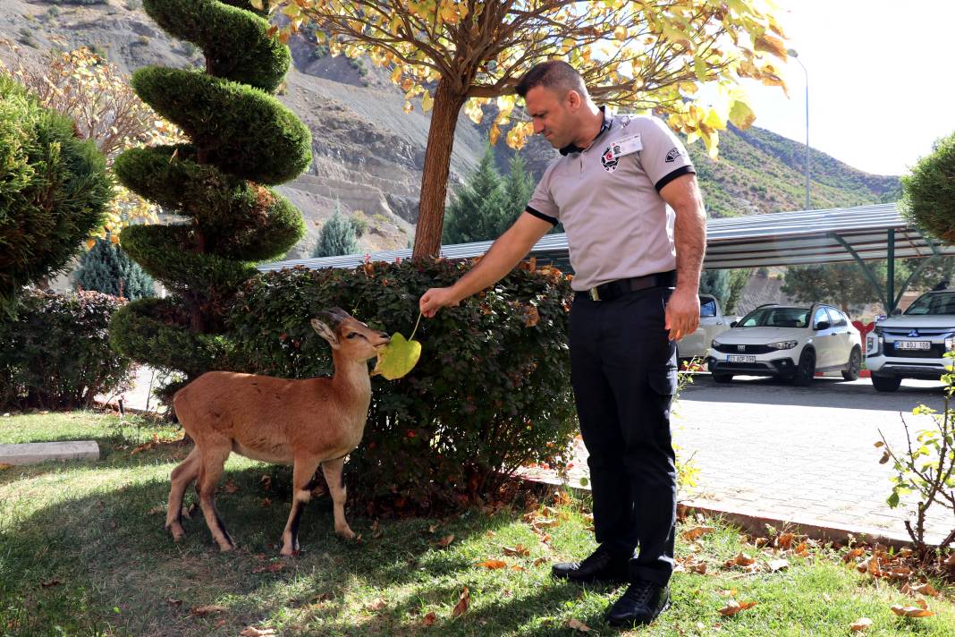 Dağ keçisi 'Paşa' baraj sahasını mesken tuttu: Biberonla besleniyor 2