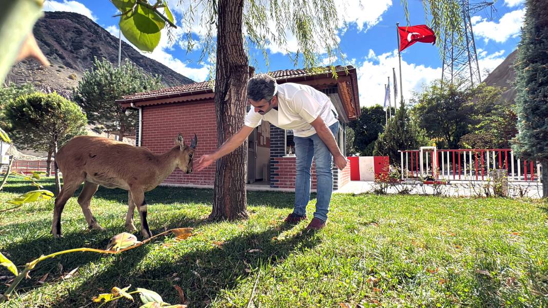 Dağ keçisi 'Paşa' baraj sahasını mesken tuttu: Biberonla besleniyor 20