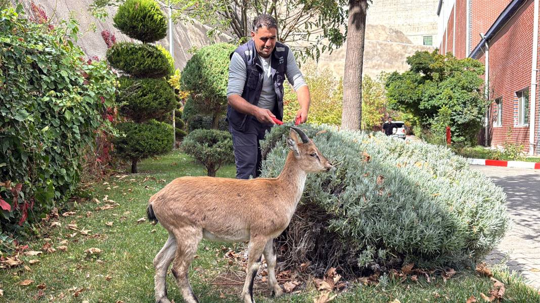 Dağ keçisi 'Paşa' baraj sahasını mesken tuttu: Biberonla besleniyor 19