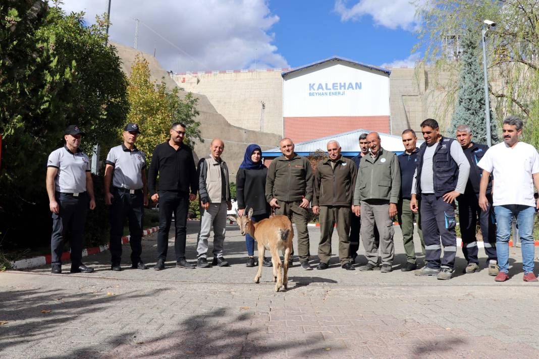 Dağ keçisi 'Paşa' baraj sahasını mesken tuttu: Biberonla besleniyor 12